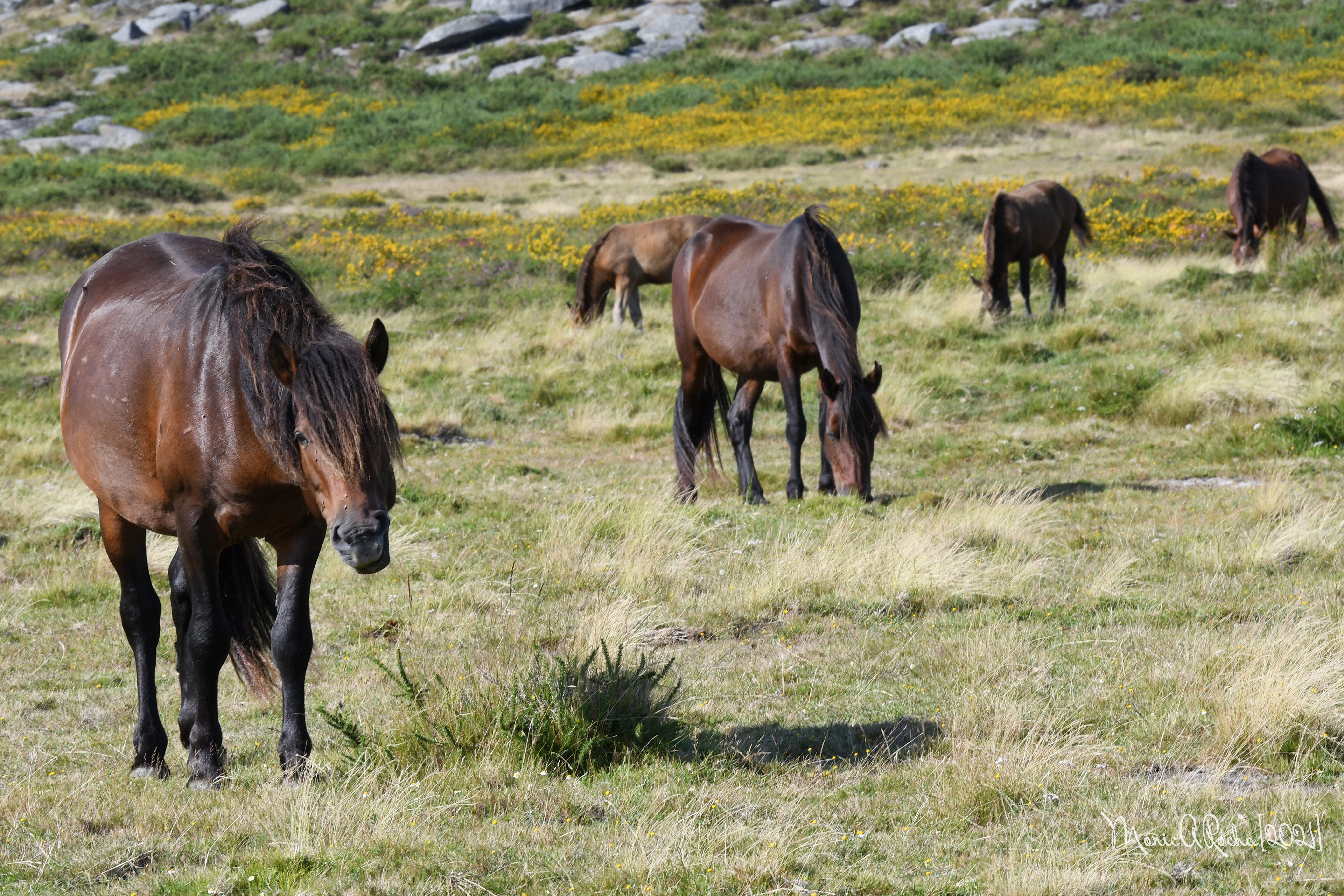 Equus ferus caballus - CMIA - Viana do Castelo